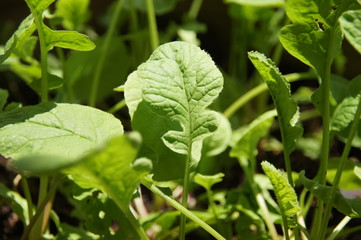 rattit, a vegetable with a head in the ground