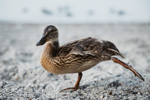 Young Mallard Duck Doing Stretching And Balancing On One Leg On Sand Beach Of The Lake Constance During Summer Morning