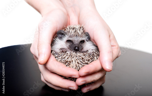 Fotografía A small African hedgehog on a white background curled up in a ball