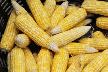 Poster - Corn cob is delicious at street food