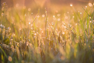 Beautiful background with morning dew on grass close