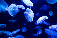Sea Moon Jellyfishes Swimming In Dark Blue Water
