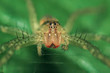 Spider Dolomedes fimbriatus lurking on a leaf.