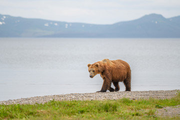 Ruling the landscape, brown bears of Kamchatka (Ursus arctos beringianus)