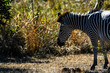 glänzendes Zebra