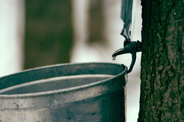 maple syrup tap process