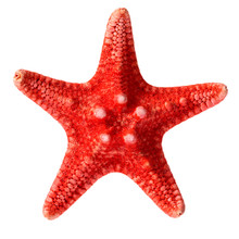 Dried Red Sea Star Isolated On White Background, Close Up