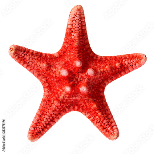 Cuadros en Lienzo Dried red sea star isolated on white background, close up