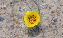 Desert Yellow Color Flower On Arid Land, Arizona US. Canyon De Chelly.