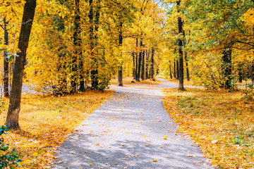Wall Mural - Footpath in the autumn park with colorful trees and leaves