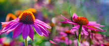 The Echinacea - Coneflower Close Up In The Garden