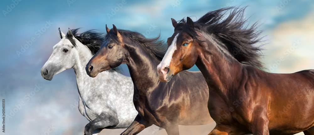 Horse portrait with long mane close up in motion - obrazy, fototapety, plakaty 