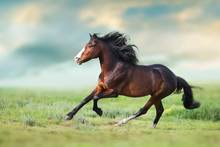 Horse With Long Mane Close Up Run On Green Field