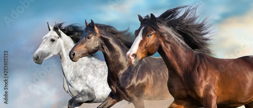 Fotografía Horse portrait with long mane close up in motion