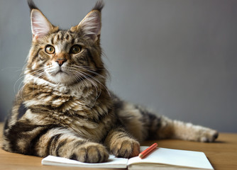 Close-up portrait of Maine Coon cat lies on a wooden table on an open notebook and a red pencil, selective focus, copy space