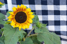 Blooming Sunflower Plant At The Farmers Market In Front Of A Blue And White Checked Tablecloth