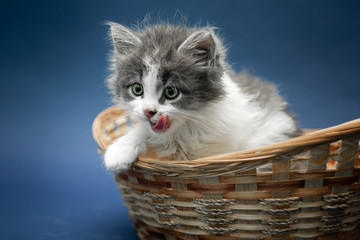 Small cute white and grey kitten sitting in wicker basket on the dark blue background