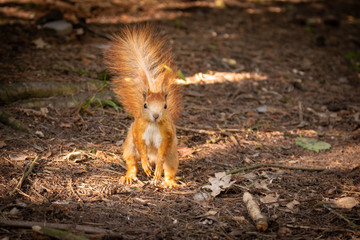 Wall Mural - small and curious squirrel. beautiful and cute animal. very fast and cautious too.