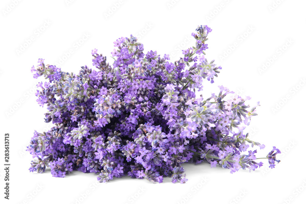 Beautiful tender lavender flowers on white background - obrazy, fototapety, plakaty 
