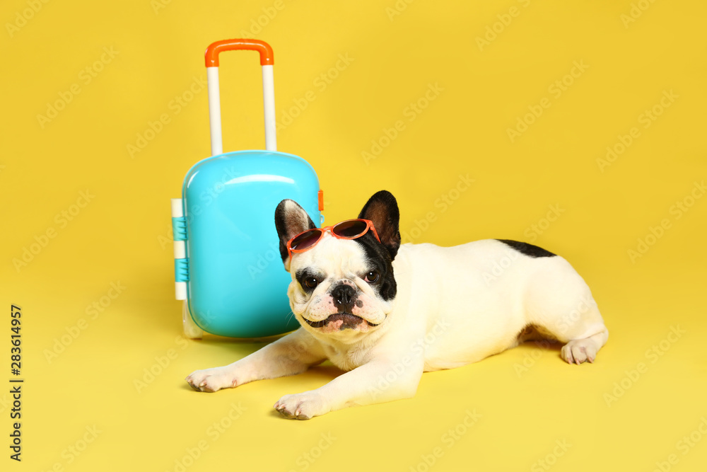 French bulldog with little suitcase on yellow background - obrazy, fototapety, plakaty 