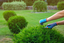Woman Trimming Green Bush Outdoors, Closeup. Home Gardening