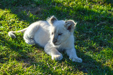 Cute African White Lion Cubs In Rhino And Lion Nature Reserve In South Africa