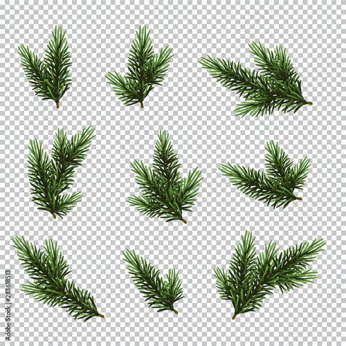 Fotomural Set Christmas tree isolated on white background, pine fir branches