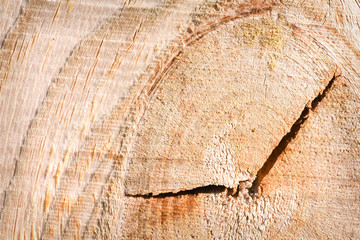 Wooden stump texture in cut.