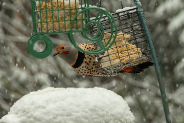 Winter Feeding Station