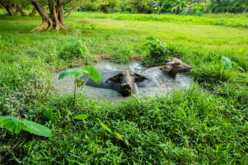 Thai buffalo, male and female, 2 in the mud pond, playing in the rice fields, Phuket, Thailand