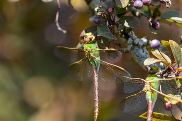 Sticker - Common Green Darner (Anax junius) on the branch tree