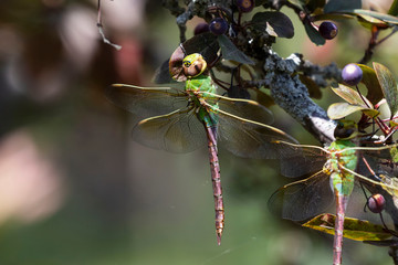 Canvas Print - Common Green Darner (Anax junius) on the branch tree