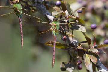 Canvas Print - Common Green Darner (Anax junius) on the branch tree