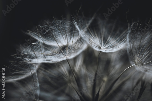 Salsify seeds close up on black background. Abstract background or texture. W...