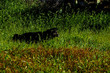 Dog in the Textured Grass