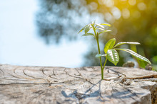 New Development And Renewal As A Business Concept Of Emerging Leadership Success As An Old Cut Down Tree And A Strong Seedling Growing In The Center Trunk As A Concept Of Support Building A Future.
