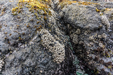 Gooseneck Barnacles On Beach Rocks