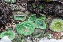 Group Of Green Anemone In Tide Pool