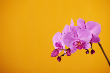 Wall Mural - Purple orchids on yellow background.