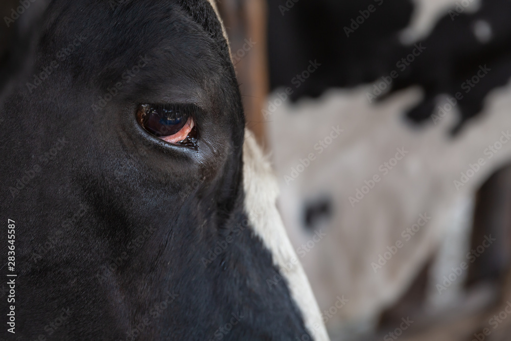 close up de una vaca - obrazy, fototapety, plakaty 