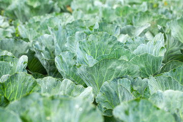 Wall Mural - Green cabbage with open leaves in the garden.