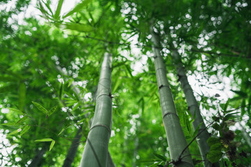 Poster - Fresh green bamboo and beautiful bokeh in the forest