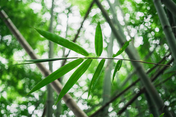 Wall Mural - Fresh green bamboo and beautiful bokeh in the forest