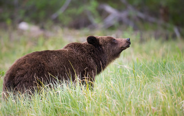 Grizzly bears during mating season in the wild