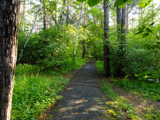 walkways in the park trees summer sun