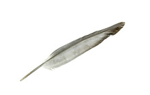 Gray Feather Of A Bird On A White Background