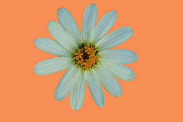 Wall Mural - White flowers isolated on an orange background