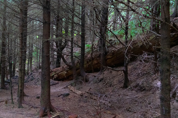 Wall Mural - trees in forest