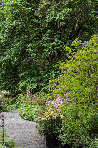 Foto  rhododendron forest with path along trees in summer