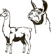 Lama, Body And Head, Vector Art, Isolated, Logo, Graphic
